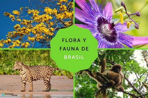 巴西植物|Flora do Brasil